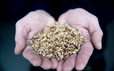 Korn bruges til alt fra bagværk til øl og udgør den største del af Danmarks afgrøder