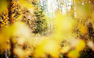 Efterår i skoven er et unikt farvespil