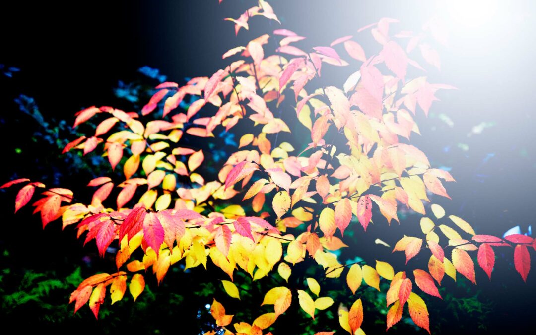 Smukke efterårsblade i farvefyrværkeri