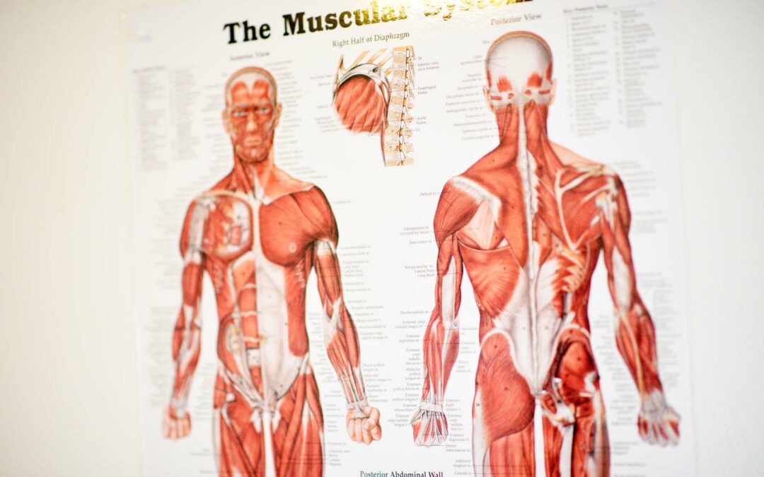 Billede af kroppens anatomi