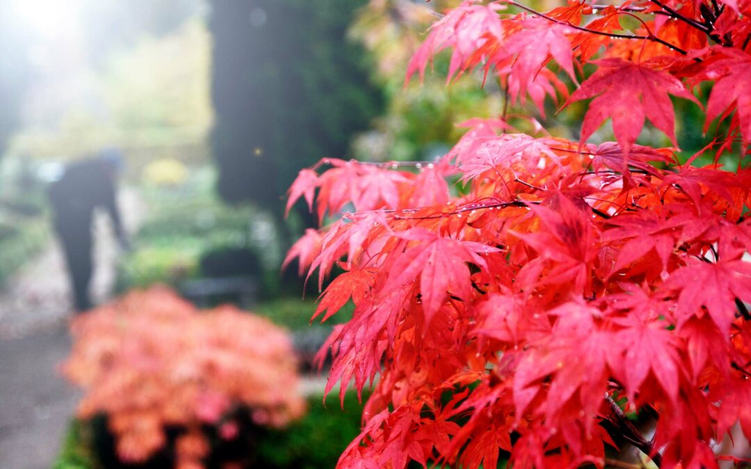 Røde efterårsblade varsler vejrskifte