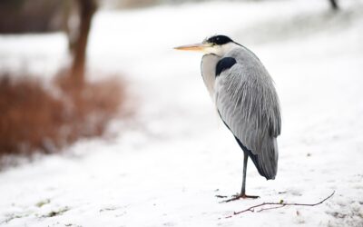 The Heron is a frequent visitor in the local parks